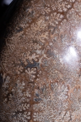 Аммонит Pachydiscus catarinae