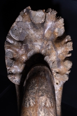 Аммонит Pachydiscus catarinae