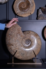 Аммонит Pachydiscus catarinae