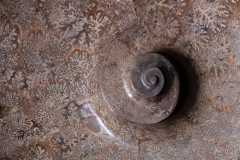 Аммонит Pachydiscus catarinae