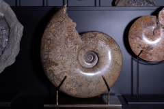 Аммонит Pachydiscus catarinae