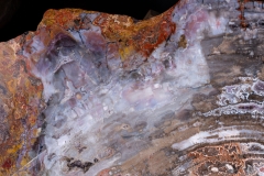 Окаменелое дерево Araucarioxylon arizonicum