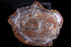 Окаменелое дерево Araucarioxylon arizonicum