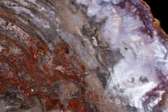 Окаменелое дерево Araucarioxylon arizonicum