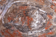 Окаменелое дерево Araucarioxylon arizonicum