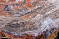 Окаменелое дерево Araucarioxylon arizonicum