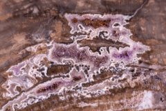 Окаменелое дерево Araucarioxylon arizonicum