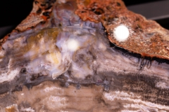 Окаменелое дерево Araucarioxylon arizonicum