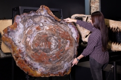 Окаменелое дерево Araucarioxylon arizonicum