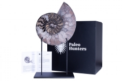 Аммонит Cleoniceras sp.