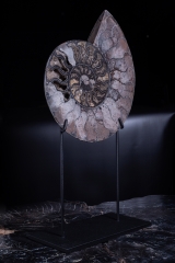 Аммонит Cleoniceras sp.