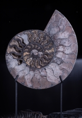 Аммонит Cleoniceras sp.