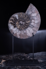 Аммонит Cleoniceras sp.