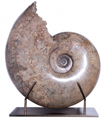 Аммонит Pachydiscus catarinae