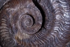 Аммонит Harpoceras falciferum