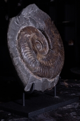 Аммонит Harpoceras falciferum