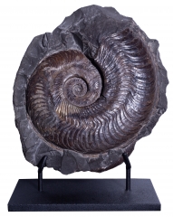 Аммонит Harpoceras falciferum