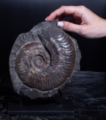 Аммонит Harpoceras falciferum