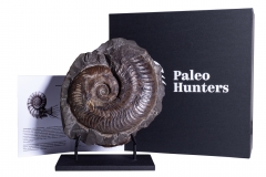 Аммонит Harpoceras falciferum