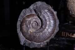 Аммонит Harpoceras falciferum