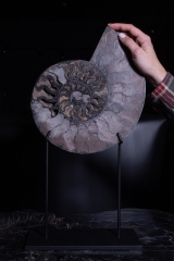 Аммонит Cleoniceras sp.