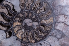 Аммонит Cleoniceras sp.