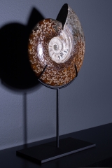 Аммонит Cleoniceras sp.