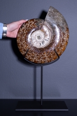 Аммонит Cleoniceras sp.