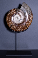 Аммонит Cleoniceras sp.