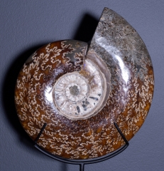 Аммонит Cleoniceras sp.