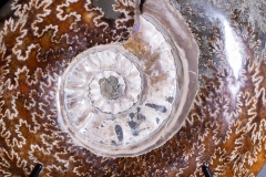 Аммонит Cleoniceras sp.