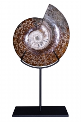 Аммонит Cleoniceras sp.