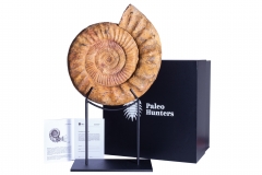 Аммонит Kranaosphinctes roedereri (Collignon)