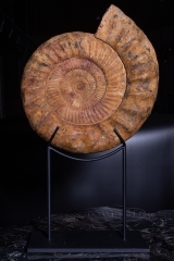 Аммонит Kranaosphinctes roedereri (Collignon)