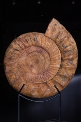 Аммонит Kranaosphinctes roedereri (Collignon)