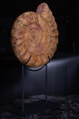 Аммонит Kranaosphinctes roedereri (Collignon)