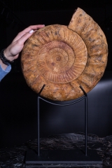 Аммонит Kranaosphinctes roedereri (Collignon)