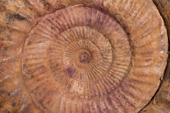 Аммонит Kranaosphinctes roedereri (Collignon)