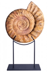 Аммонит Kranaosphinctes roedereri (Collignon)