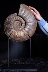 Аммонит Agassiceras cf. superbum