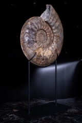 Аммонит Agassiceras cf. superbum