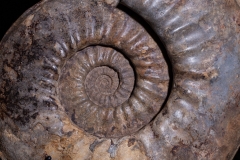 Аммонит Agassiceras cf. superbum