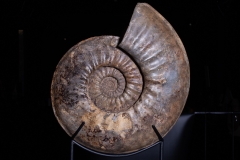 Аммонит Agassiceras cf. superbum