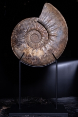 Аммонит Agassiceras cf. superbum