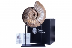 Аммонит Agassiceras cf. superbum