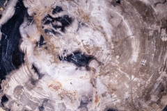 Стол из окаменелого дерева