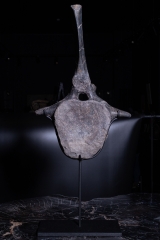 Позвонок Hypacrosaurus vertebrae