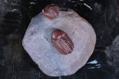 Трилобиты Adrisiops weugi