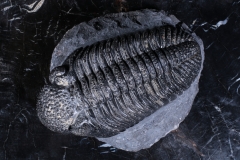 Трилобит Drotops megalomanicus