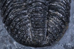 Трилобит Drotops megalomanicus